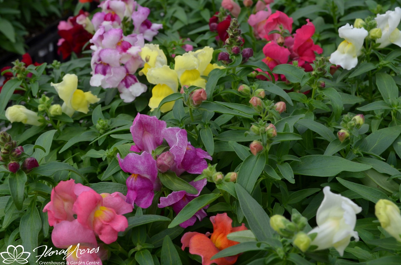 Snapdragon Snapshot Mix Floral Acres